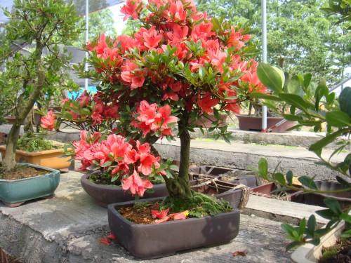 春季至夏季我买的花和盆景