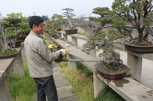 施肥注意时候_副本.jpg 春季怎么养护盆景的方法