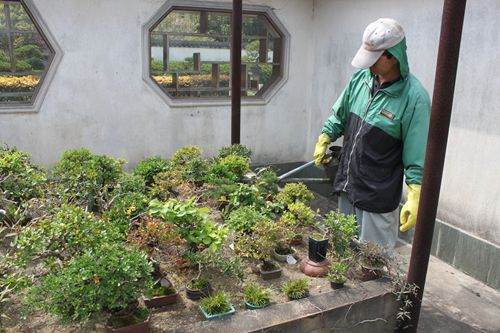 浇水需恰当_副本.jpg 春季怎么养护盆景的方法