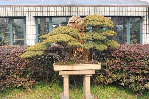 IMG_9437_副本.jpg 春季怎么养护盆景的方法