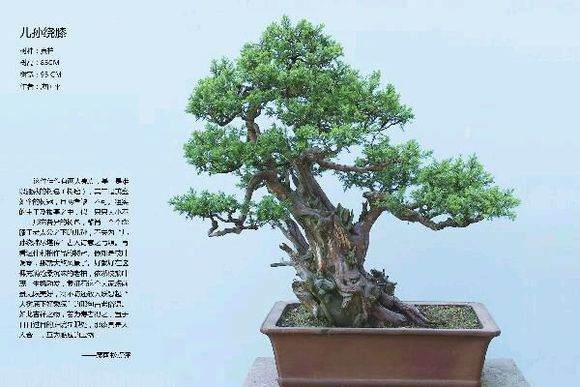 2011浙江盆景精品创作比赛