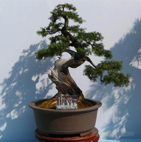 上海植物园盆景园里松树也会开花