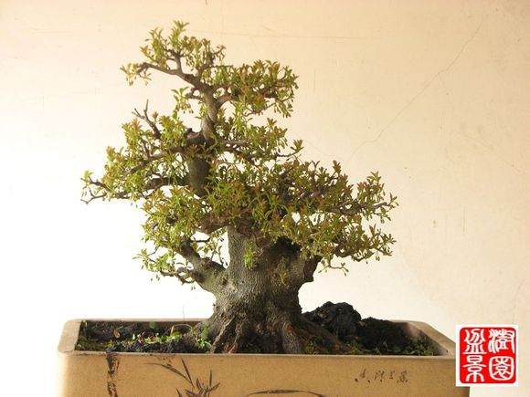 上海植物园首次以木瓜属植物为盆景素材