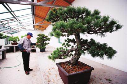 上海植物园 难留盆景师