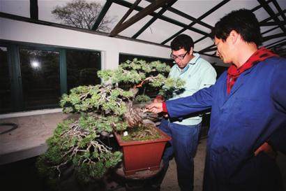 上海植物园 难留盆景师