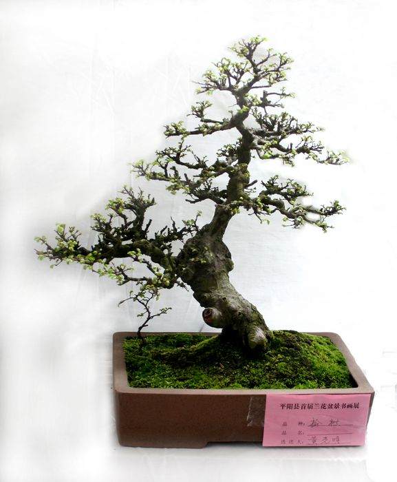 风景园林学会花卉盆景赏石分会秘书处落址上海植物园