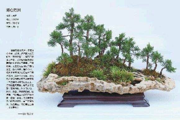 2013国际盆景大会颁奖典礼举行