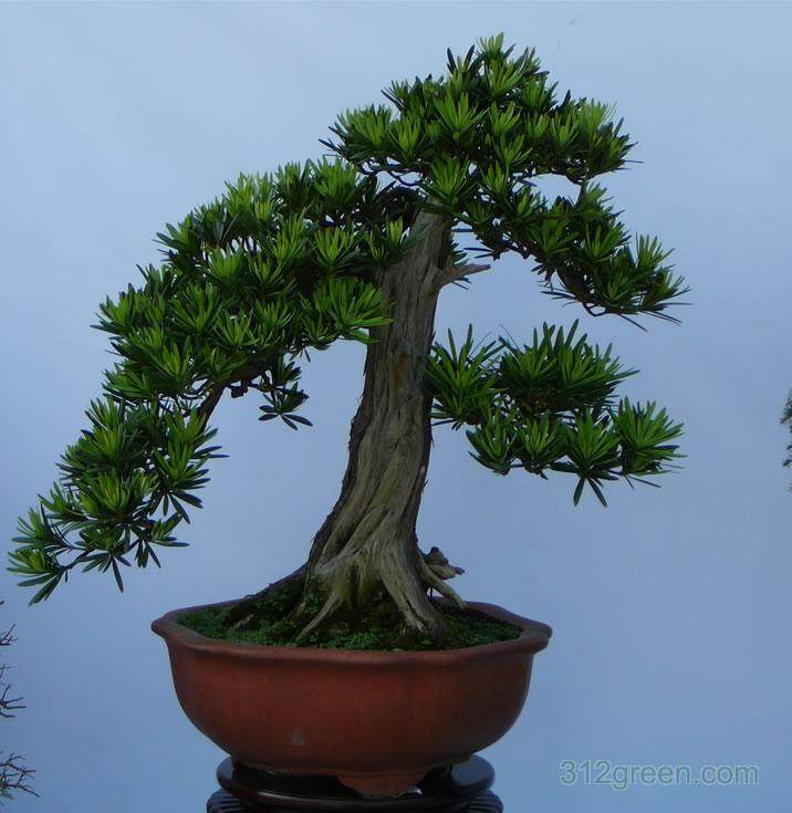 烟花三月国际经贸旅游节暨国际盆景大会昨开幕