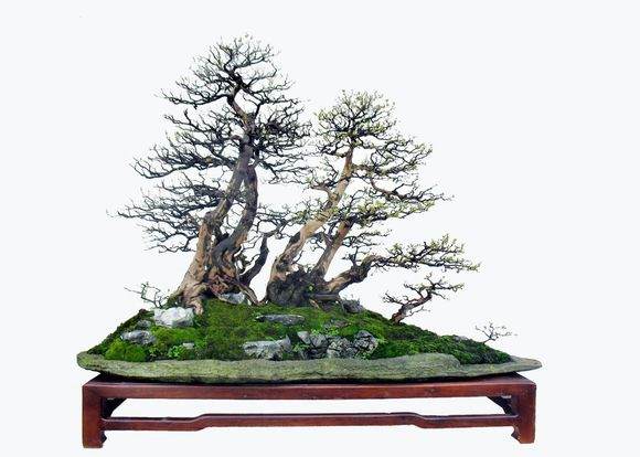 国际盆景大会是世界上规模最大水平最高的盆景交流盛会