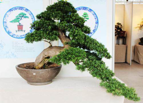 2013国际盆景大会在扬州开幕