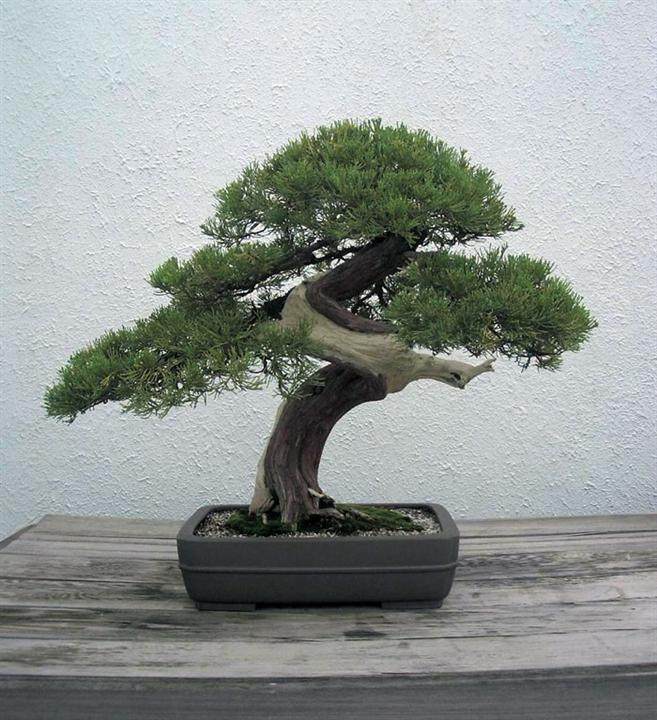 各国友人齐聚共赏上海植物园盆景园