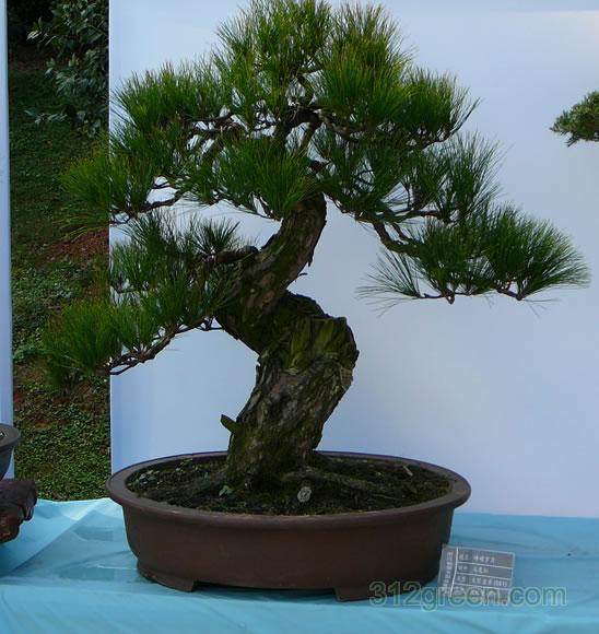 上海 化水上绿魔为盆景 水葫芦免费赠送