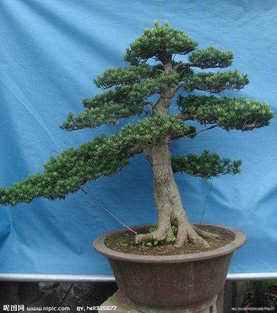 海派盆景面临尴尬 上海植物园抢救国宝