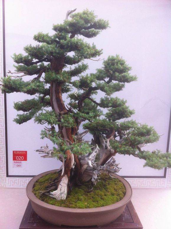 百余盆景亮相外滩 上海变绿色污染为居室盆景