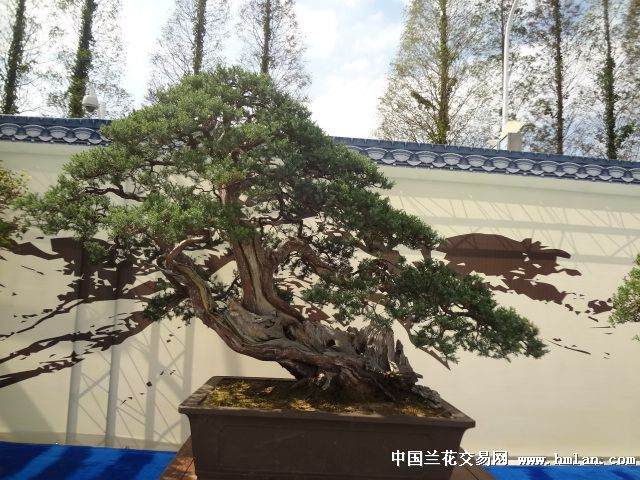 上海一些公园成了豪宅盆景 市民不满