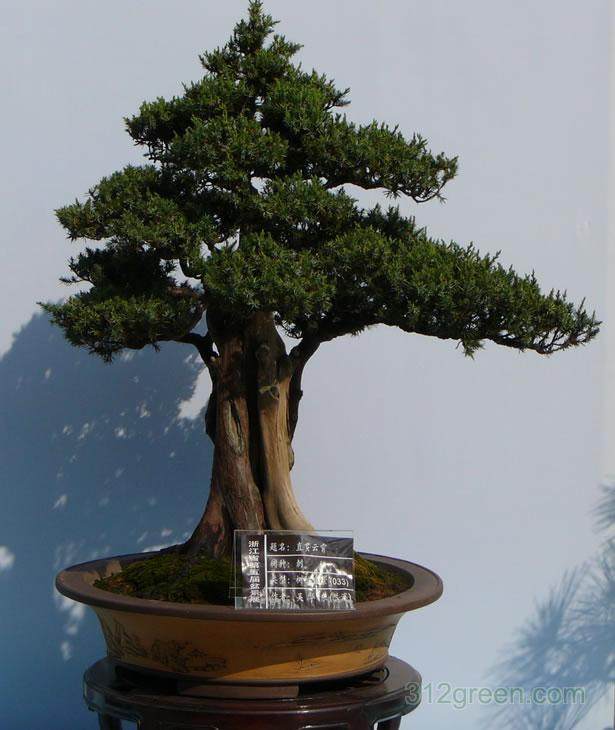 上海古猗园征集民间盆景