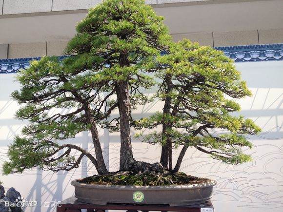 上海观果盆景走俏 风头盖过常见观叶植物