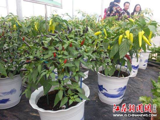 盆景辣椒。 田雯 摄 家里种菜自产自销 无土壤盆景蔬菜夺眼球