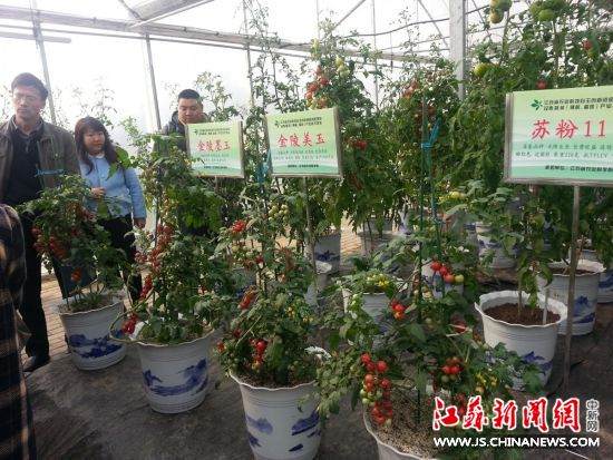 盆景番茄。 田雯 摄 家里种菜自产自销 无土壤盆景蔬菜夺眼球