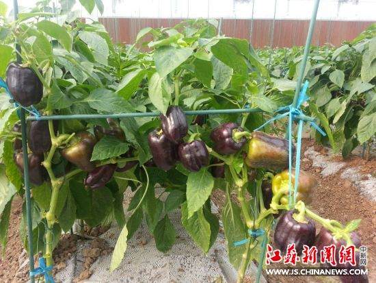 紫黑色辣椒。 田雯 摄 家里种菜自产自销 无土壤盆景蔬菜夺眼球