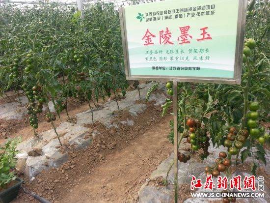紫黑色小番茄。 田雯 摄 家里种菜自产自销 无土壤盆景蔬菜夺眼球