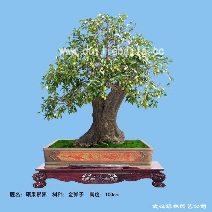 硕果累累 副本_conew1.jpg