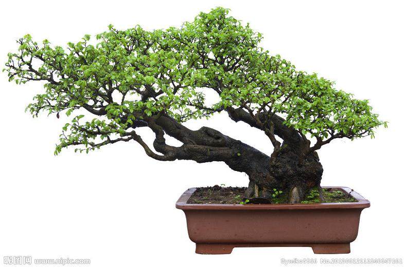 生活小贴士夏日盆景DIY