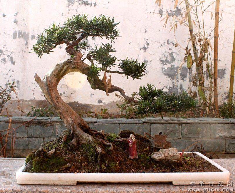 “游园思礼”盆景DIY品鉴沙龙