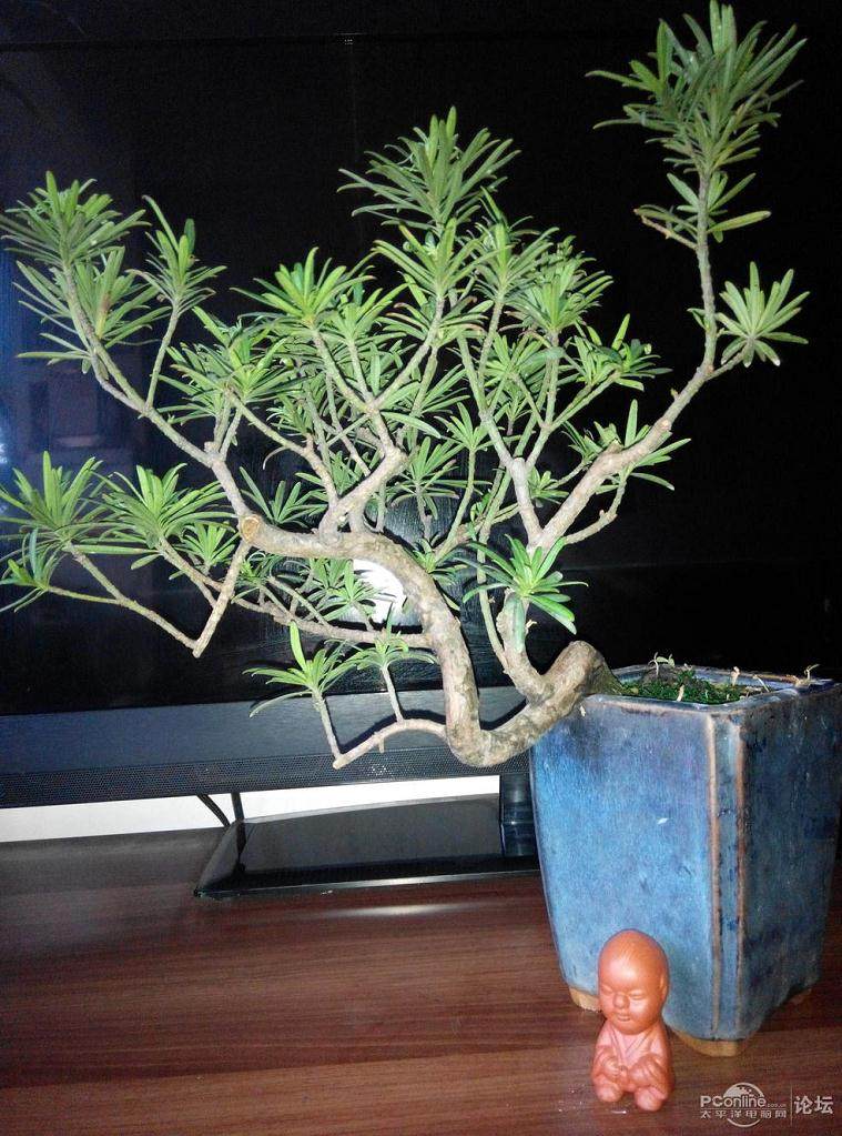 型秀盆景DIY火热报名 上海