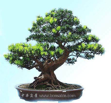 型秀盆景DIY火热报名