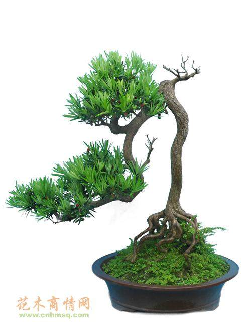 盆景DIY为家里添一幅“立体的画”