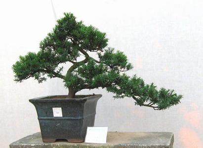 多肉植物流行混搭 DIY别致盆景如清新小森林