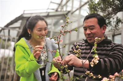 想DIY海棠盆景 可去莫愁湖公园