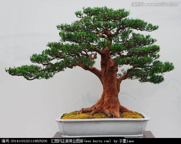 共赴春天的绿植约会 御龙天峰邀您微盆景DIY