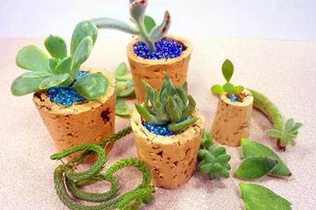 创意DIY 蛋壳也能做盆景~