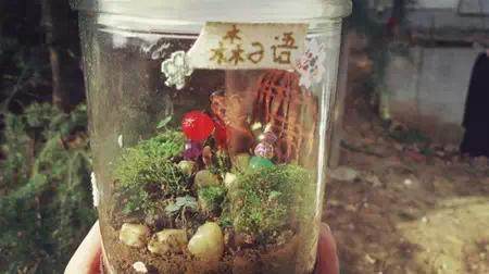 创意DIY 蛋壳也能做盆景~