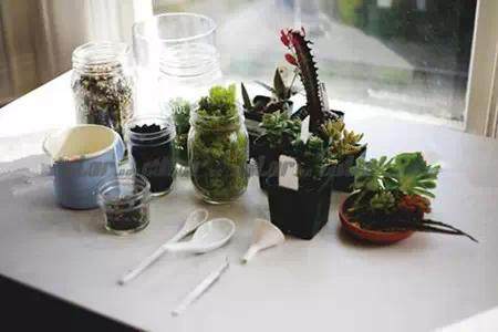 创意DIY 蛋壳也能做盆景~