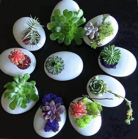 创意DIY 蛋壳也能做盆景~