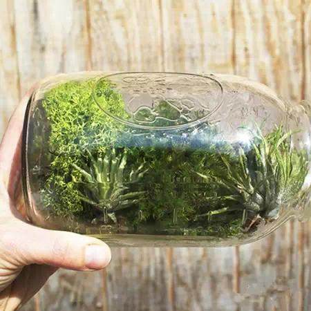 创意DIY 蛋壳也能做盆景~