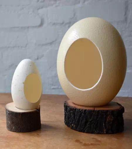 创意DIY 蛋壳也能做盆景~