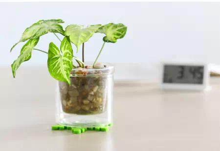 创意DIY 蛋壳也能做盆景~