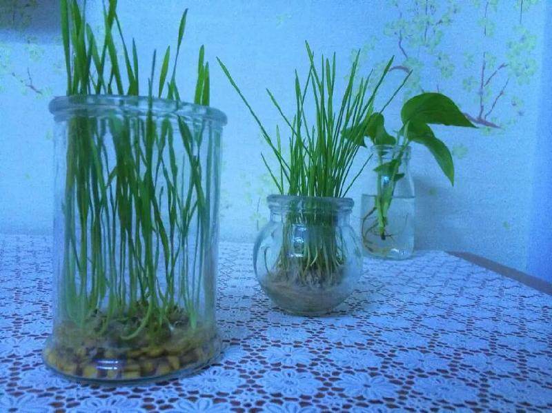 盆景DIY很简单的盆景制作