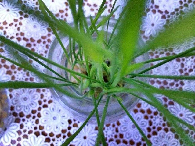 盆景DIY很简单的盆景制作