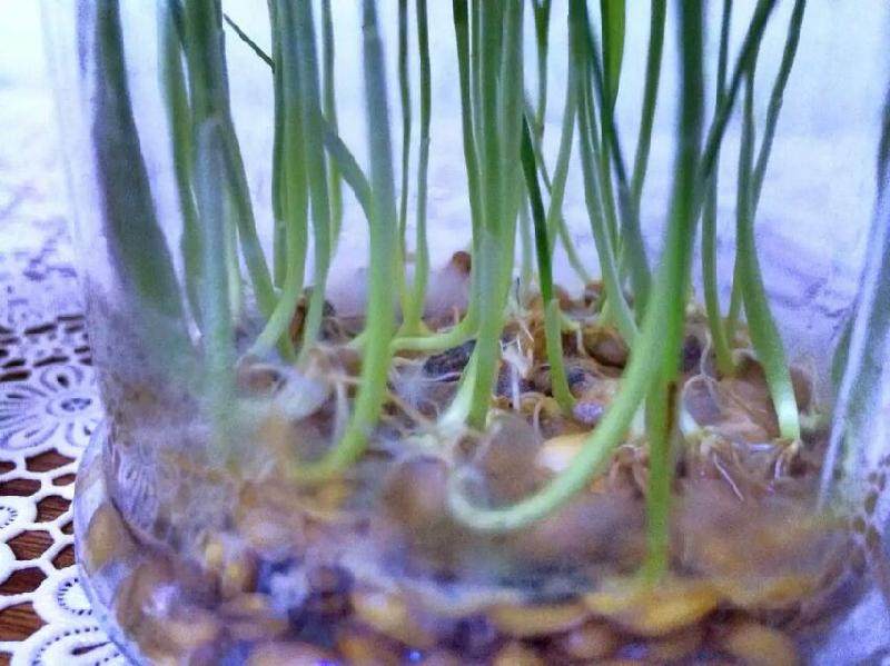 盆景DIY很简单的盆景制作