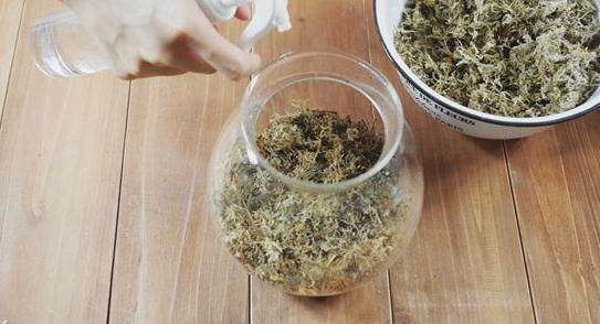 微生态瓶 手工DIY苔藓盆景微景观的步骤