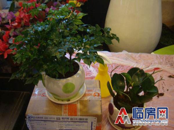 沂龙湾第三届盆景盆栽DIY活动缤纷呈现