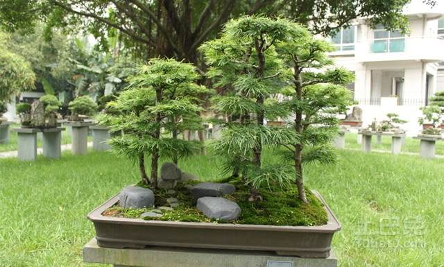 金钱松盆景制作方法 金钱松盆景制作方法