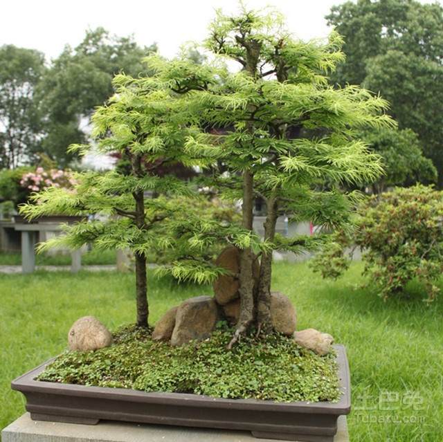 金钱松盆景制作方法 金钱松盆景制作方法