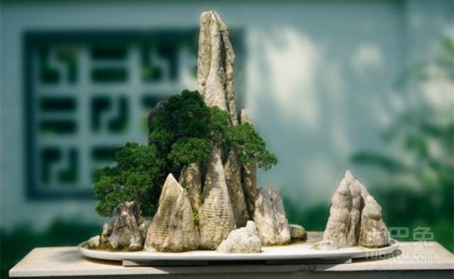 金钱松盆景制作方法 金钱松盆景制作方法