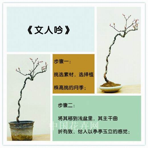 月季盆景DIY 盆景